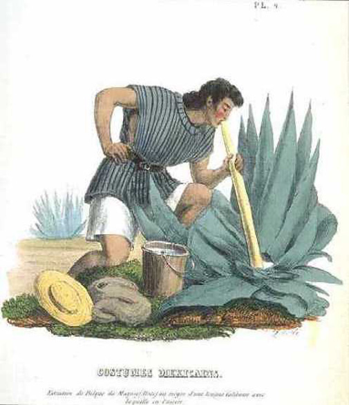 extraction of sap from the agave americana